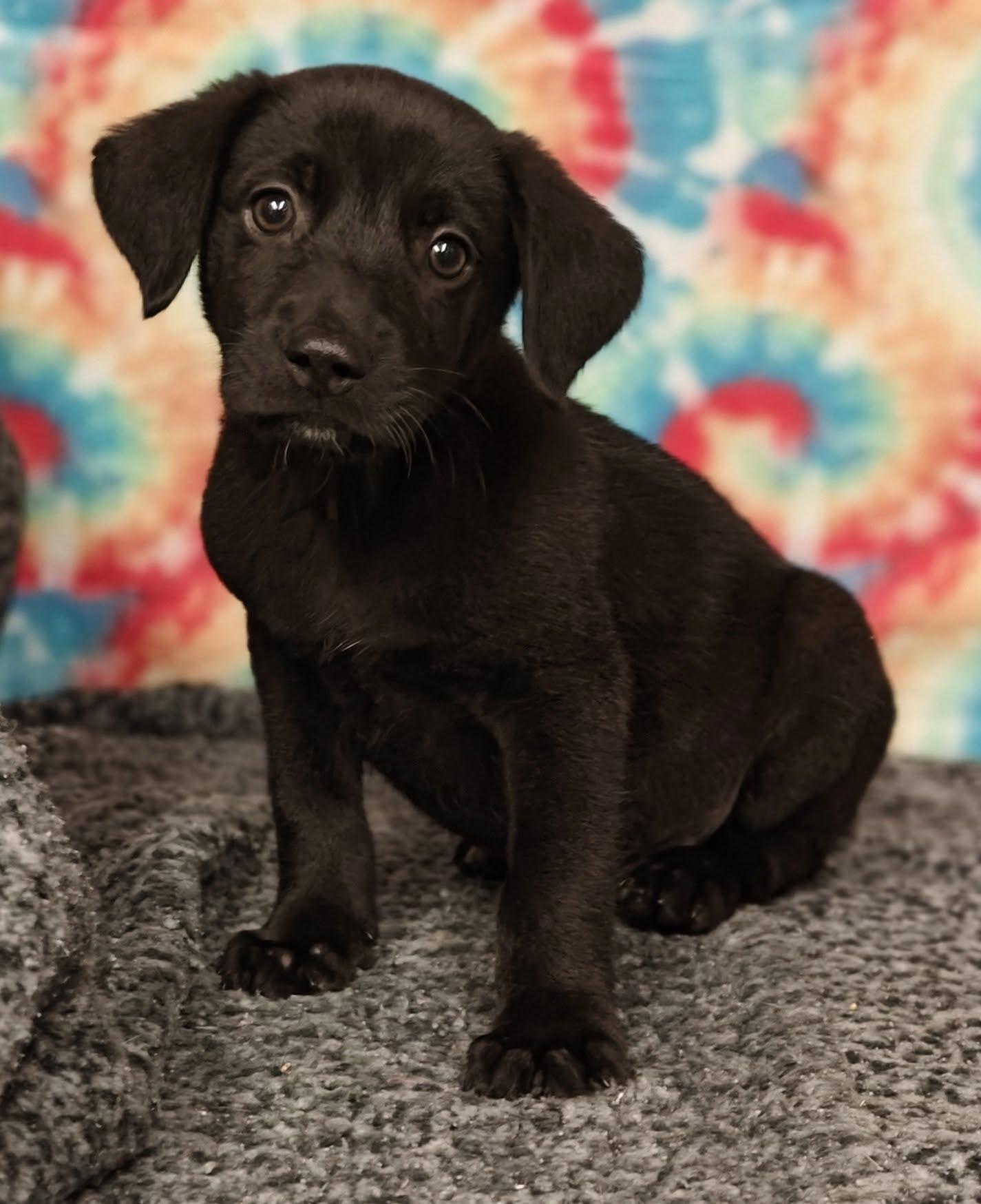 Nitro