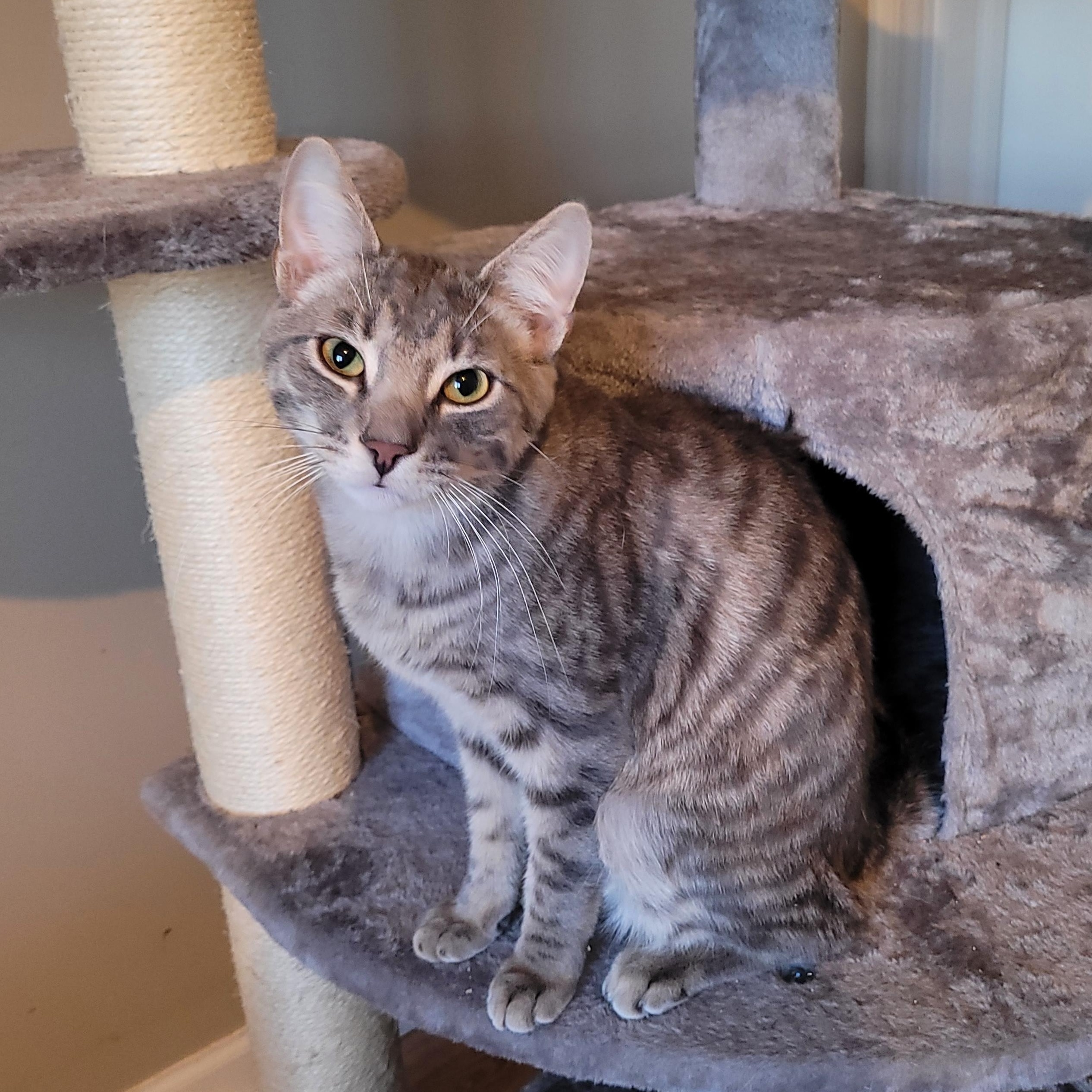 Atticus, a ADOPTABLE Domestic Short Hair in Whitestown, IN image 6/6