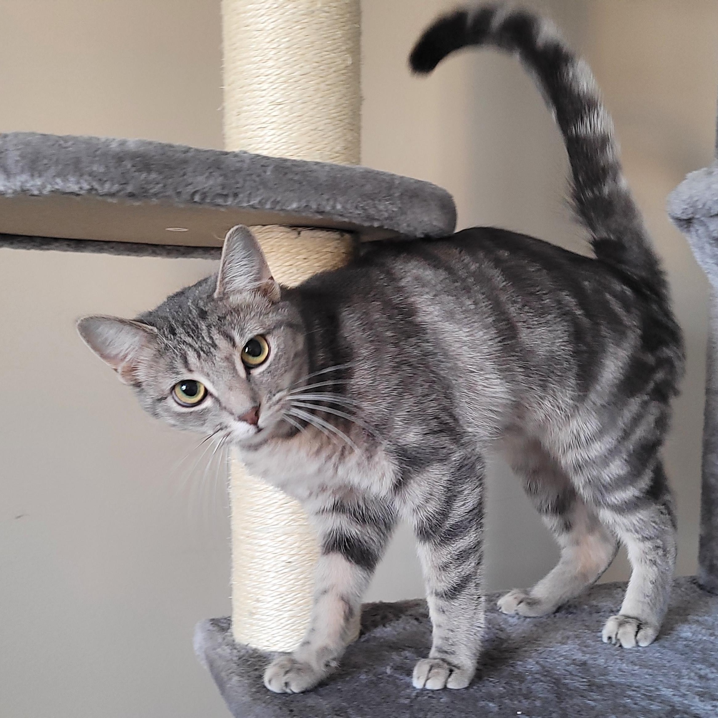 Atticus, ADOPTABLE, Adult Male Domestic Short Hair.