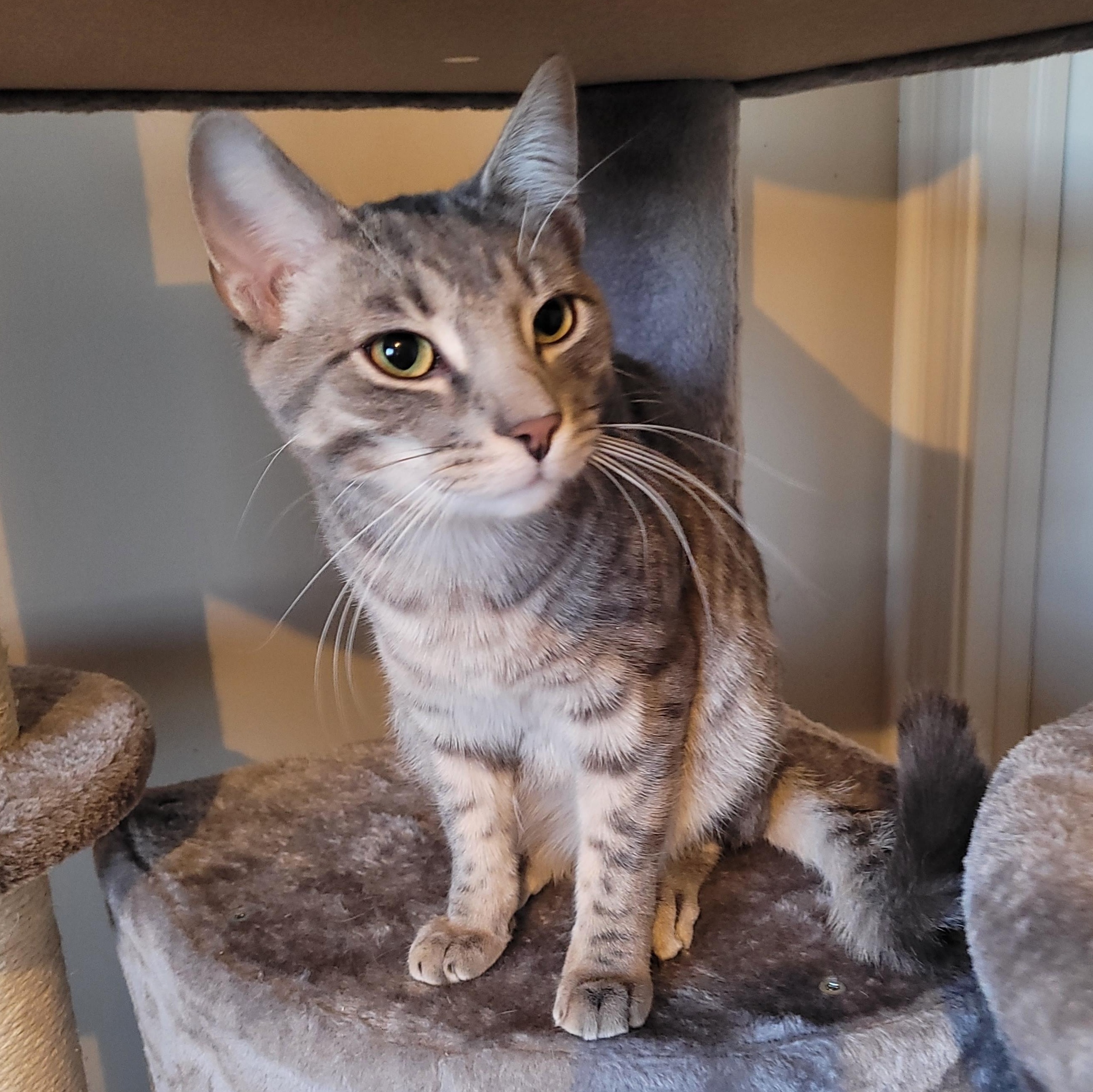 Atticus, a ADOPTABLE Domestic Short Hair in Whitestown, IN image 2/6