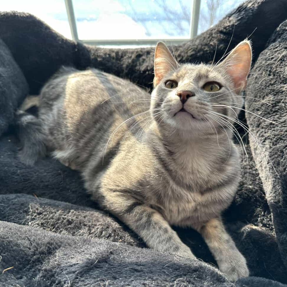 Atticus, a ADOPTABLE Domestic Short Hair in Whitestown, IN image 4/6