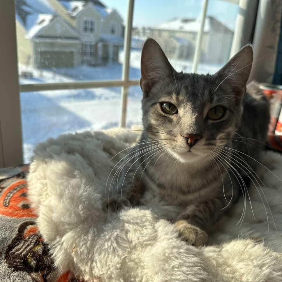 Atticus, a ADOPTABLE Domestic Short Hair in Whitestown, IN image 5/6