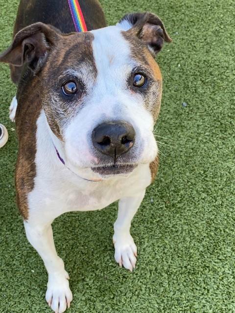 FROSTY, Adoptable, Adult Male Pit Bull Terrier.