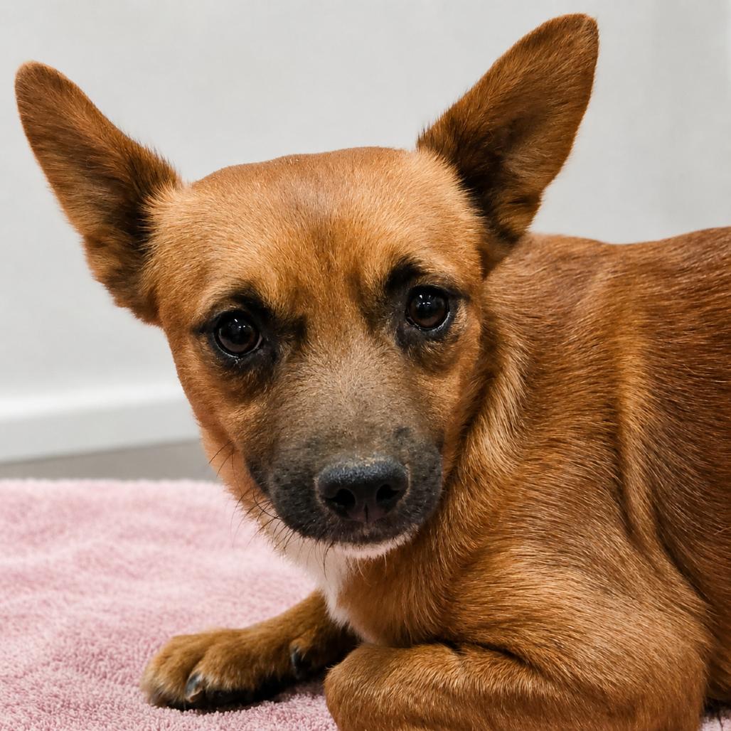 Stilton, Adoptable, Adult Male Chihuahua & Mixed Breed.