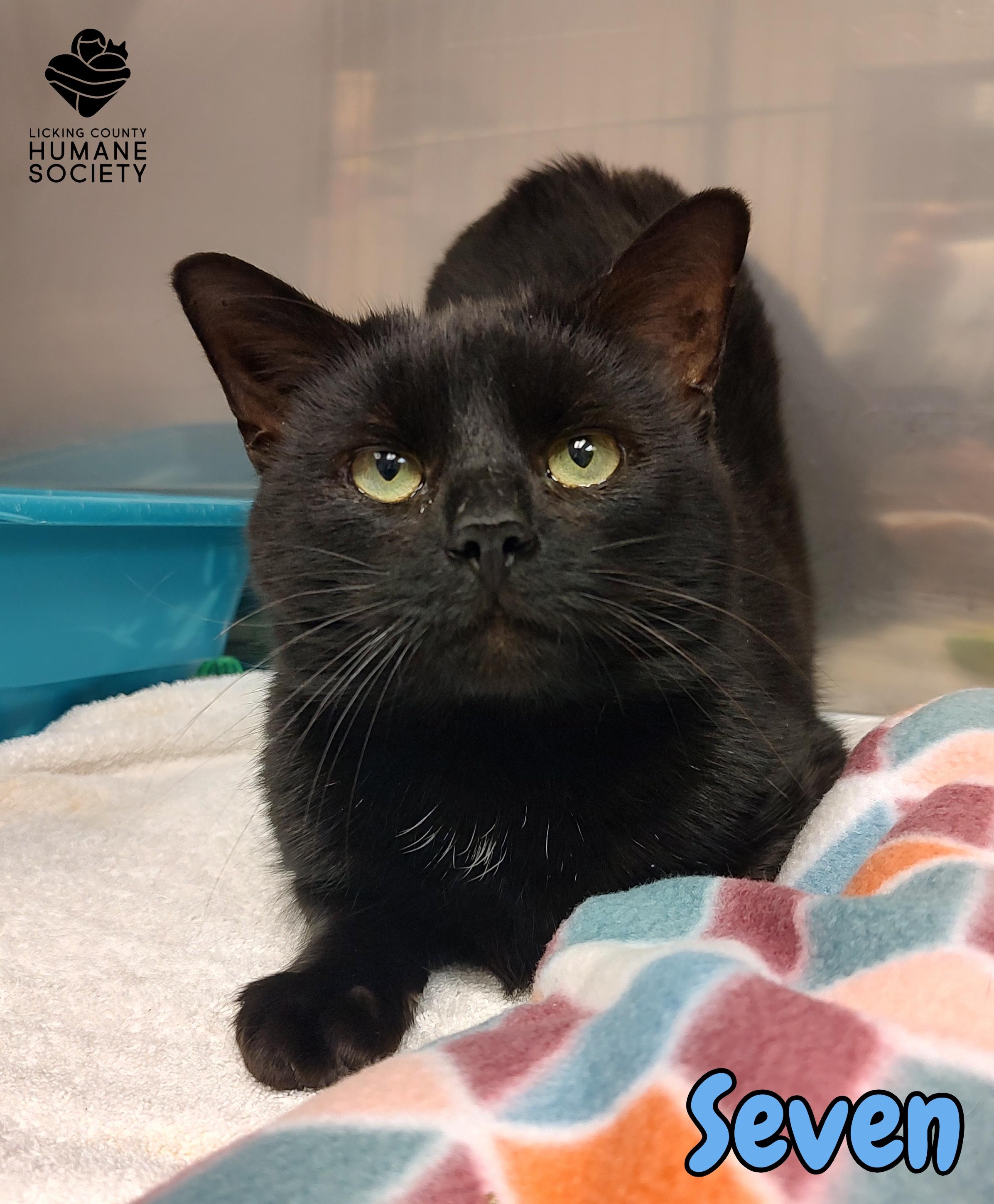 Enlarge Seven, a Adoptable Domestic Short Hair in Heath, OH image 1/1