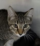 Enlarge Joker, a Adoptable mixed breed in Marshall, NC image 2/2