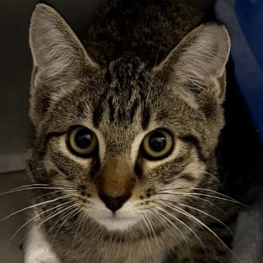 Enlarge Joker, a Adoptable mixed breed in Marshall, NC image 1/2