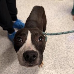 Enlarge Hayden, a Adopted Mixed Breed in Converse, TX image 1/1