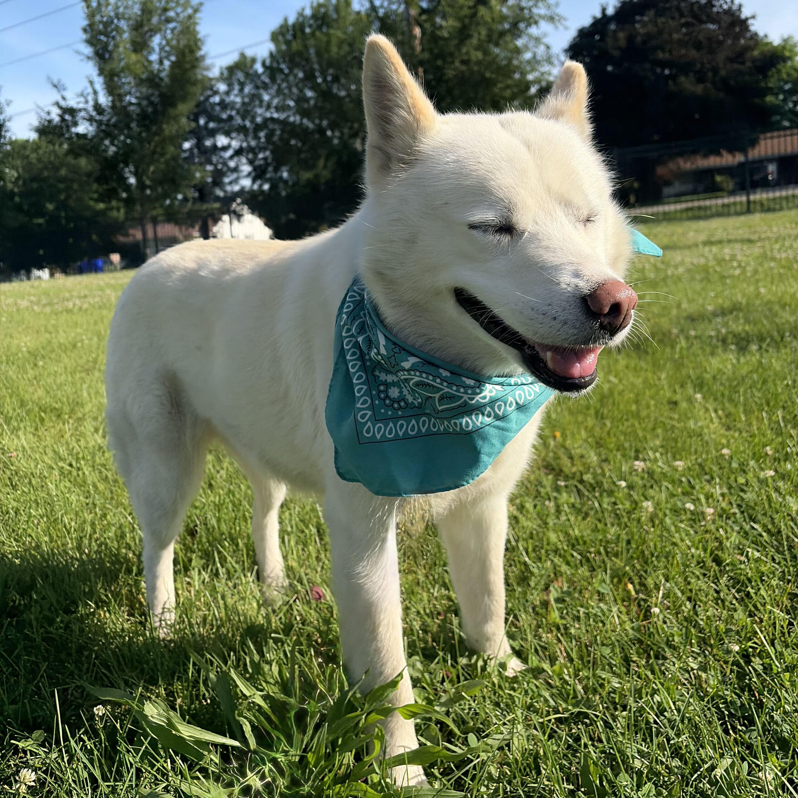 Tarragon, a ADOPTABLE Mixed Breed in Canal Winchester, OH image 3/3