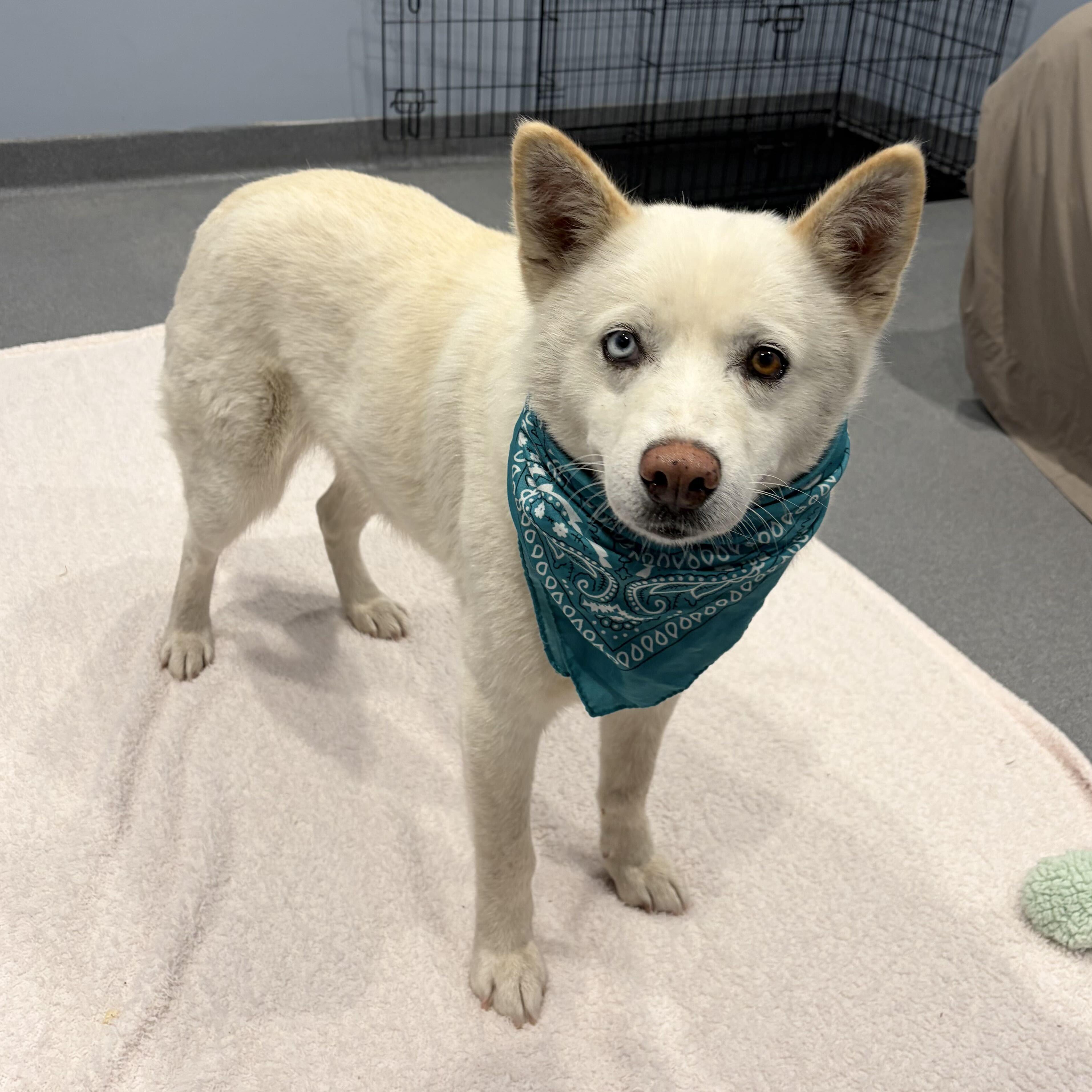 Tarragon, a ADOPTABLE Mixed Breed in Canal Winchester, OH image 2/3