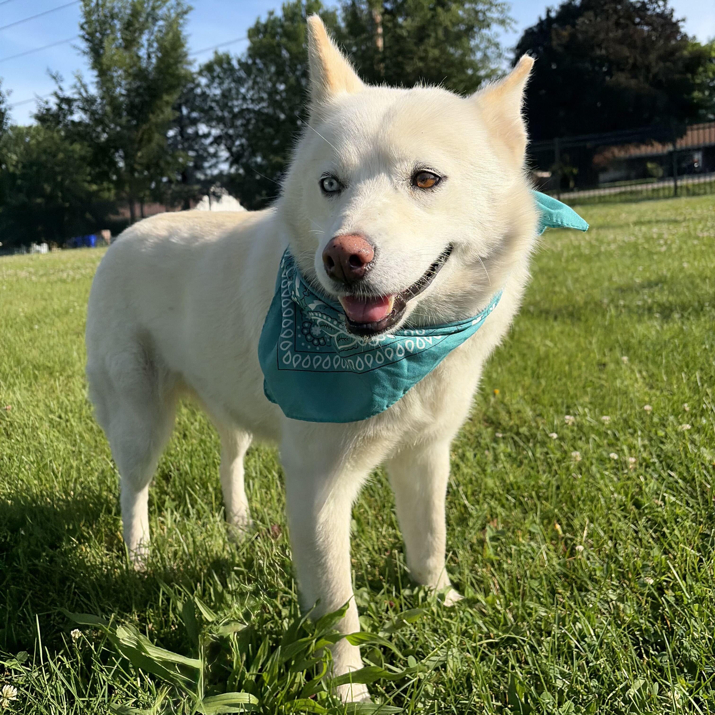 Tarragon, ADOPTABLE, Senior Female Mixed Breed.