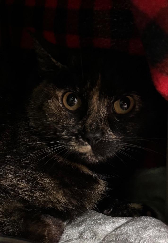 Enlarge Pixel, a Adoptable mixed breed in Olean, NY image 1/1