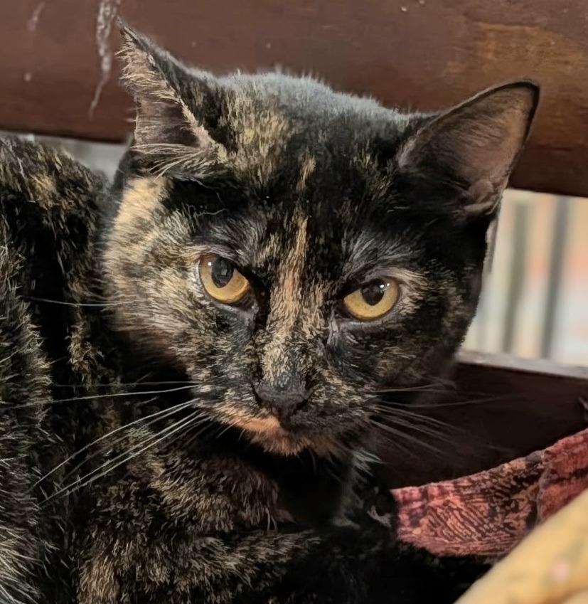 Pixel, Adoptable, Young Female Domestic Short Hair.