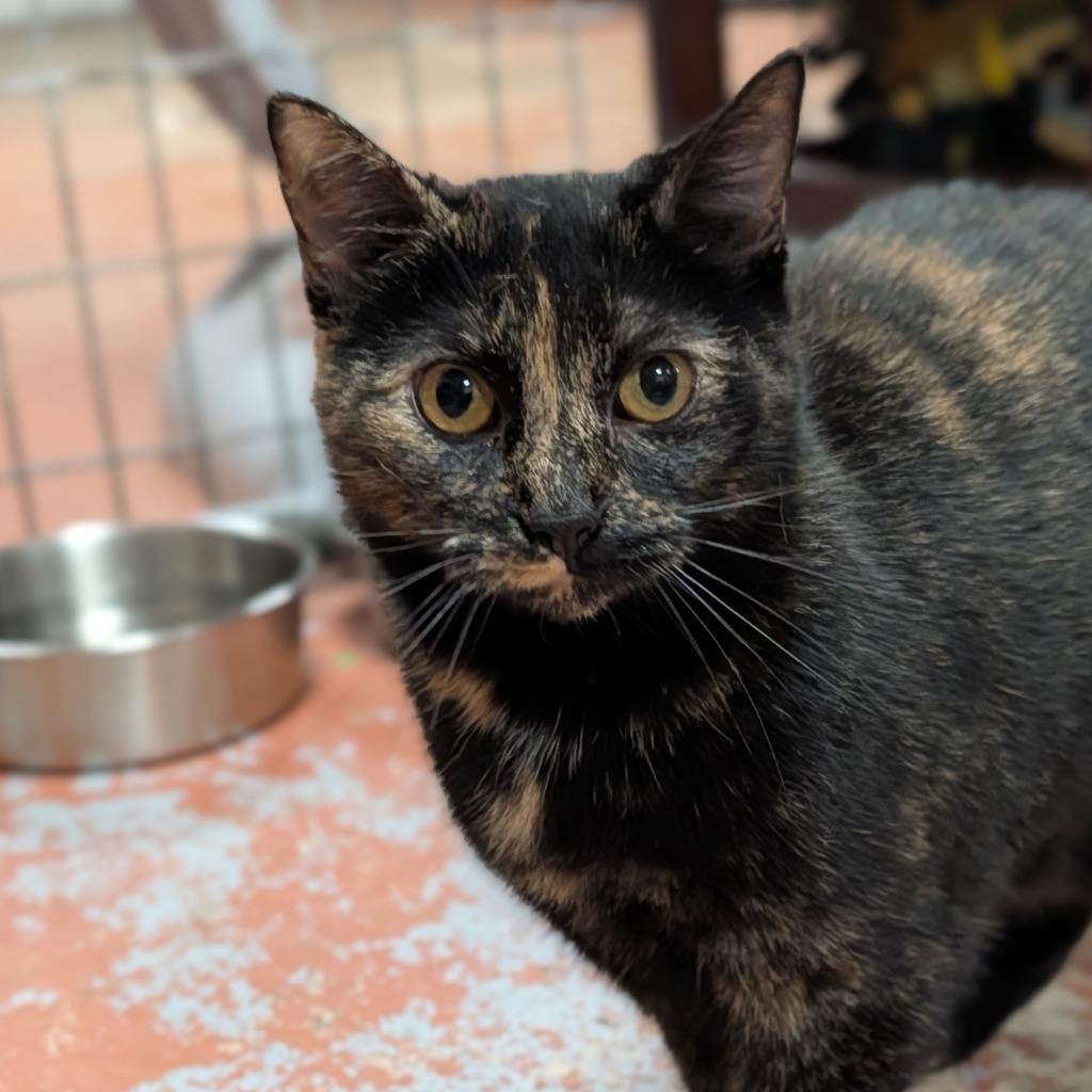 Enlarge Pixel, a Adoptable mixed breed in Olean, NY image 2/2