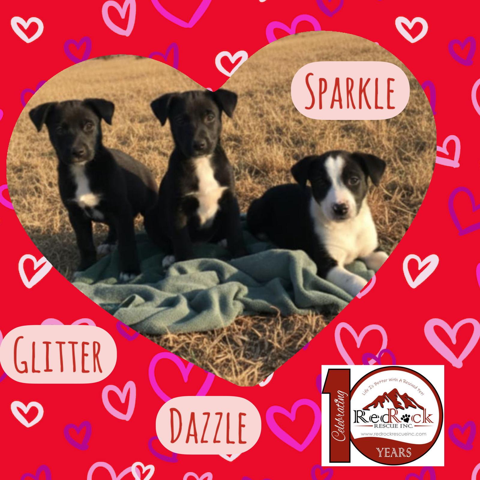 Enlarge Sparkle/Willow, a Adopted mixed breed in Walnutport, PA image 1/1