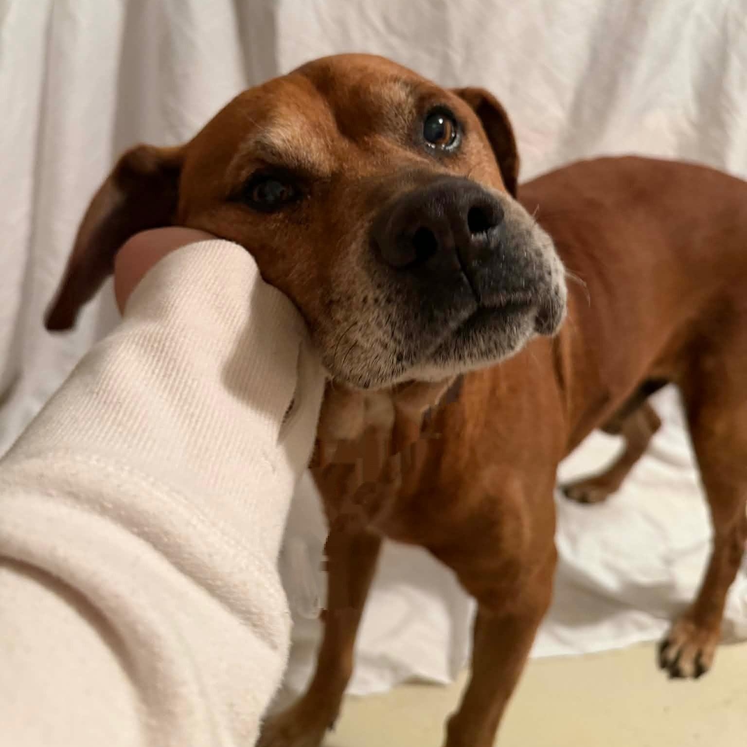 Roger, a ADOPTABLE mixed breed in High Ridge, MO image 2/2