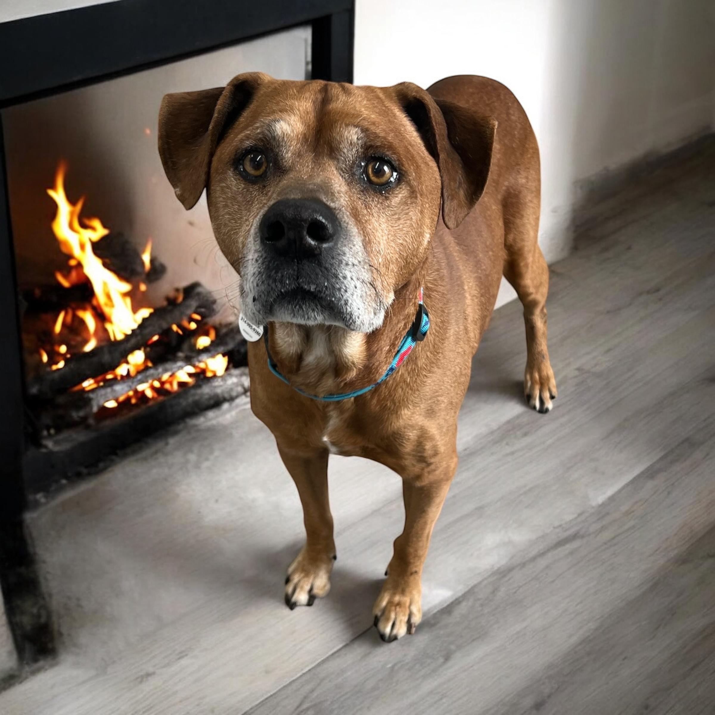 Roger, a ADOPTABLE mixed breed in High Ridge, MO image 1/2