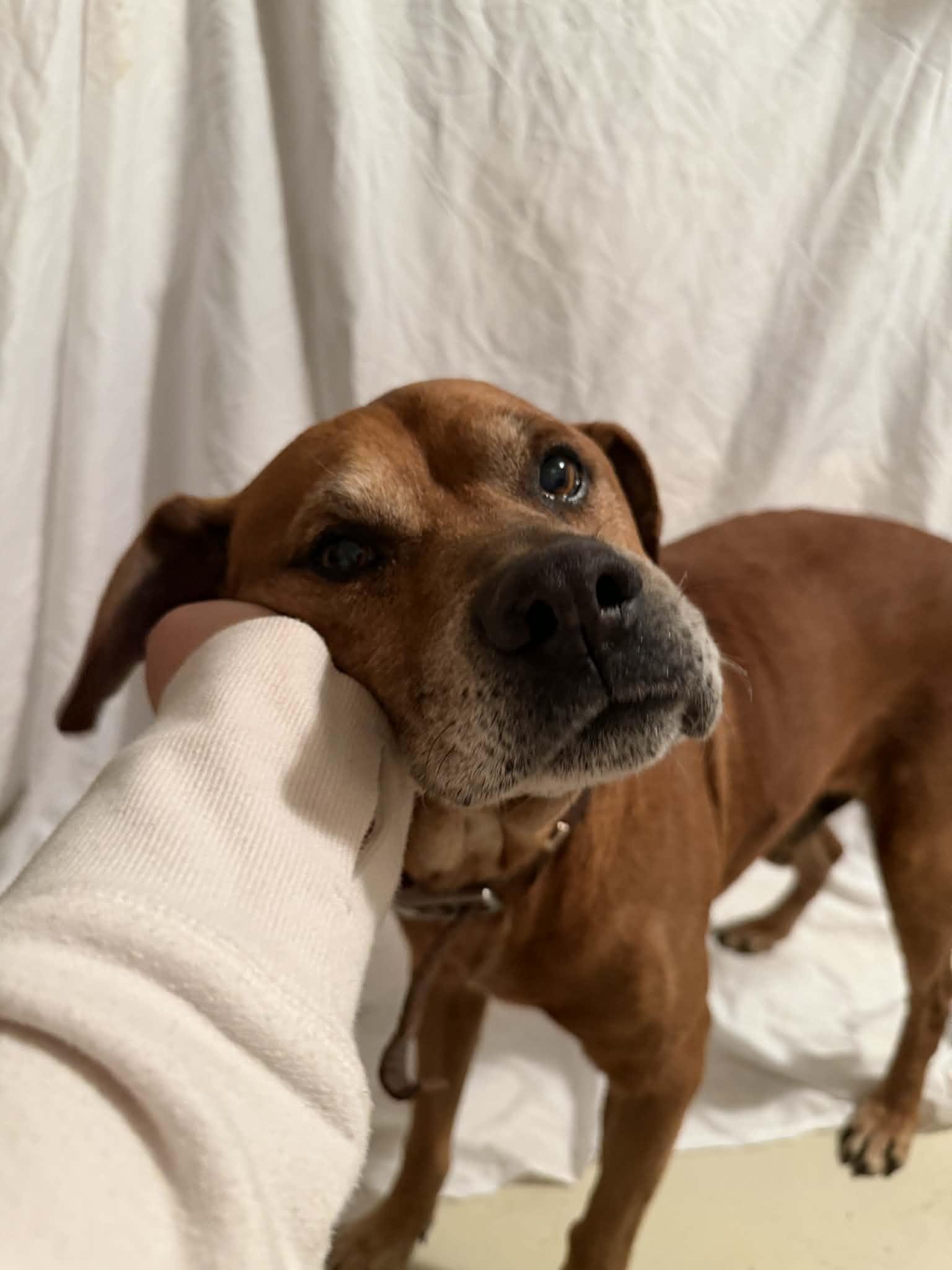 Roger, a ADOPTABLE mixed breed in High Ridge, MO image 2/2