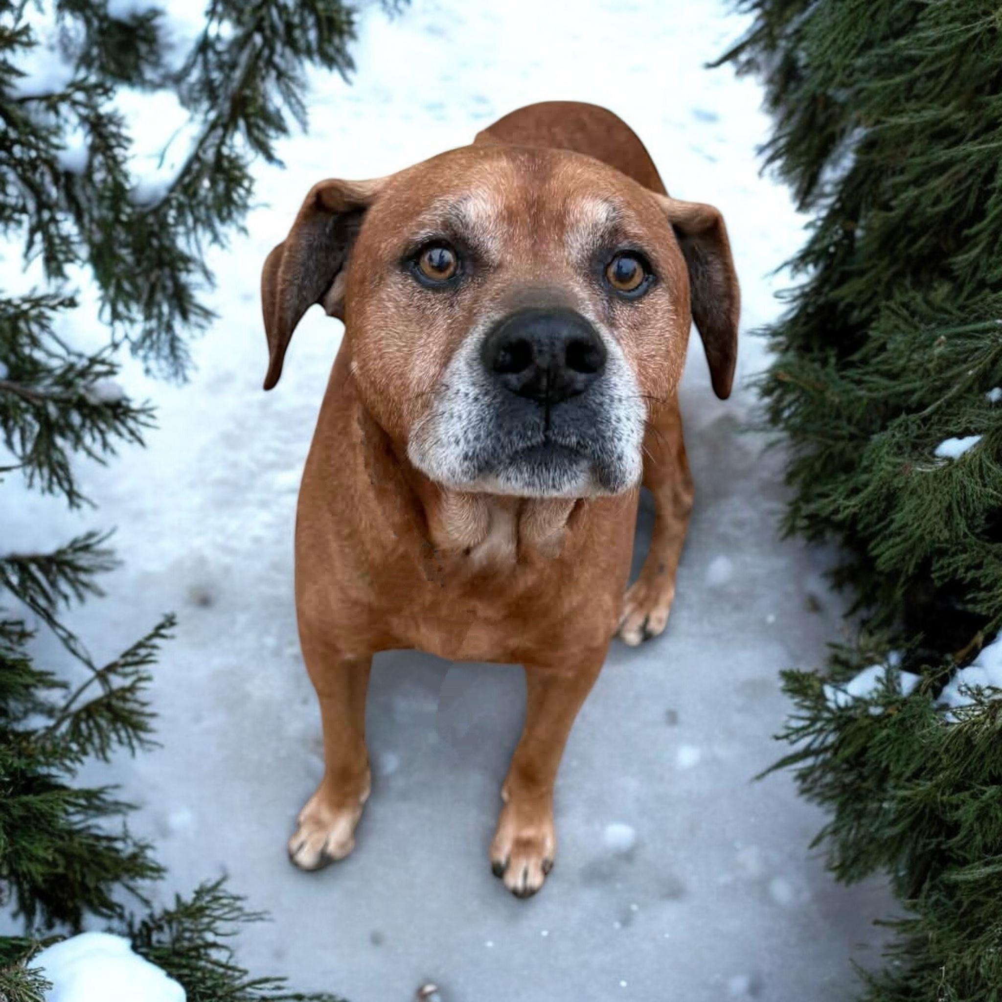 Roger, ADOPTABLE, Adult Male Mixed Breed.