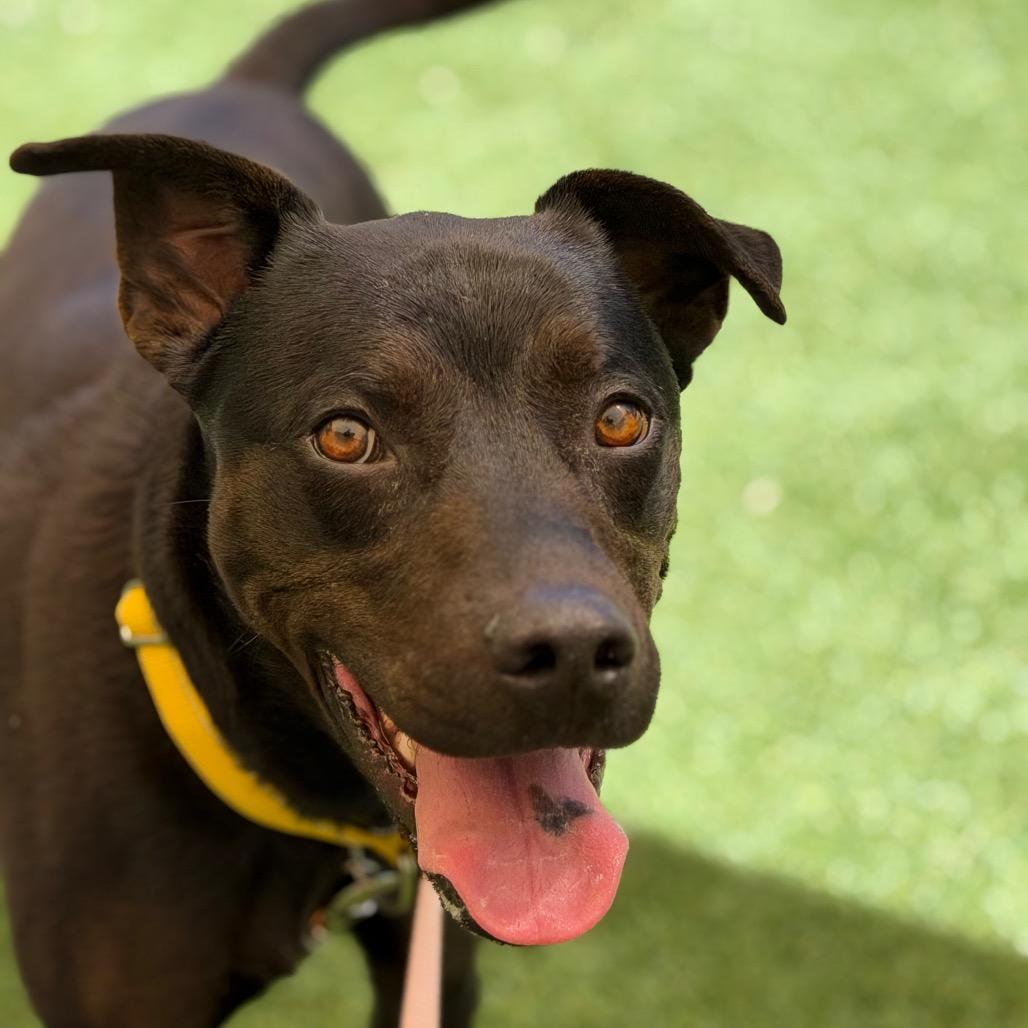 Enlarge Kayenta, a Adoptable mixed breed in Durango, CO image 2/4