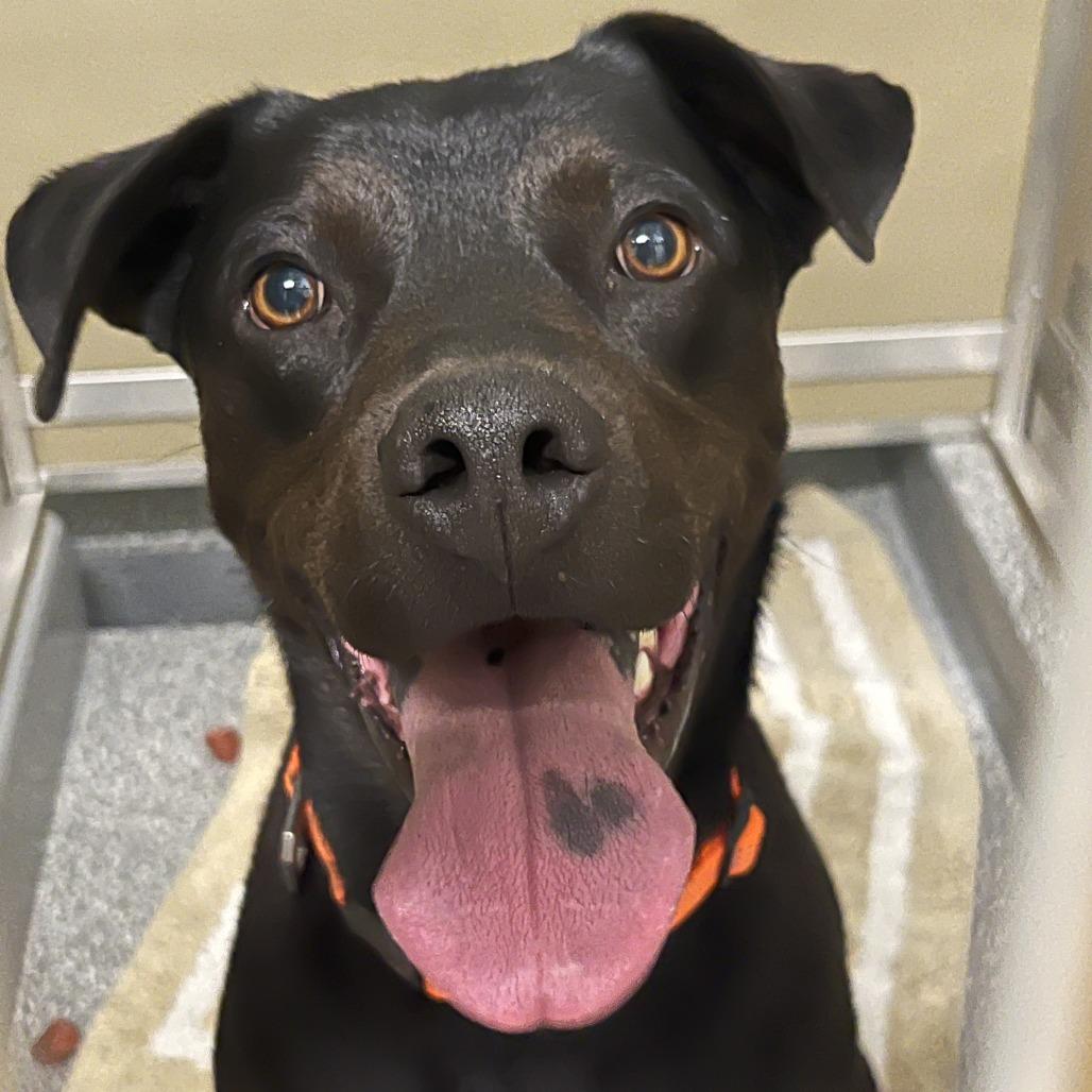 Enlarge Kayenta, a Adoptable mixed breed in Durango, CO image 3/4