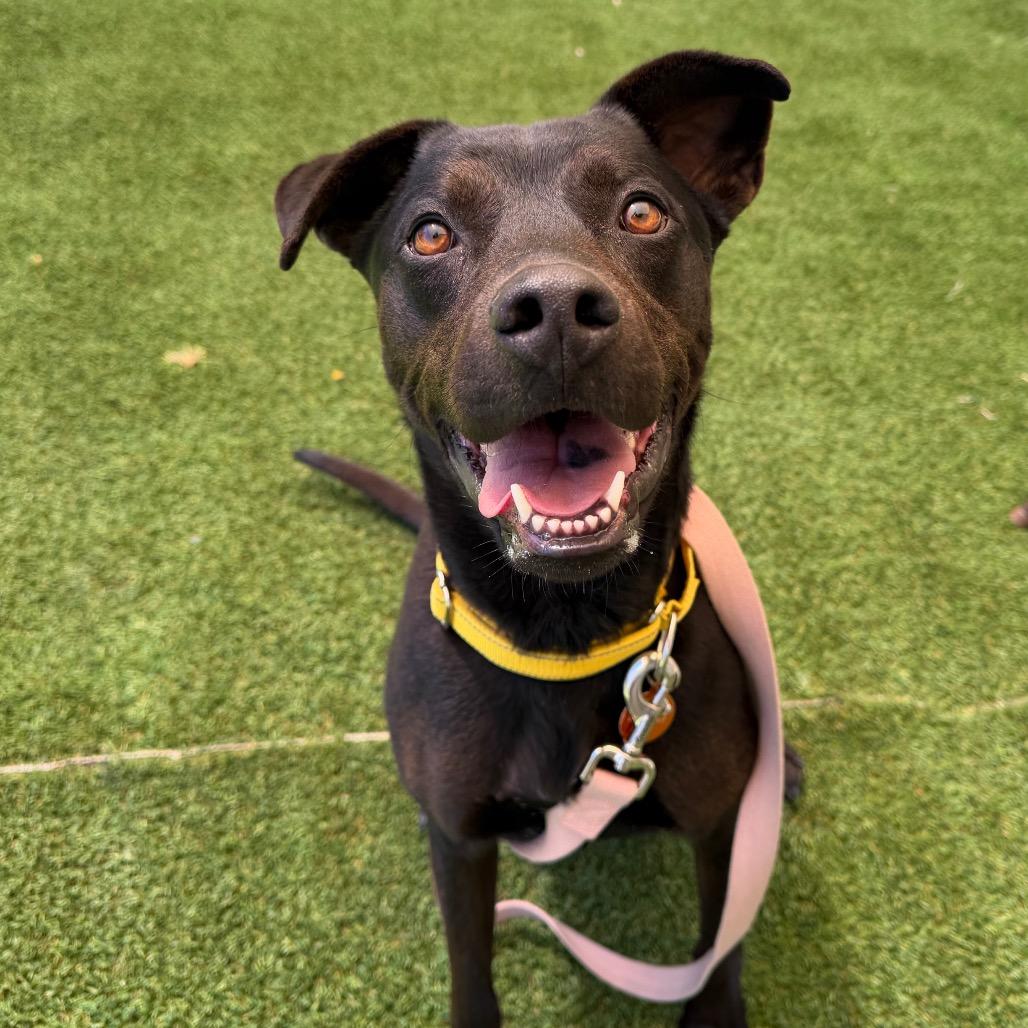 Enlarge Kayenta, a Adoptable mixed breed in Durango, CO image 4/4