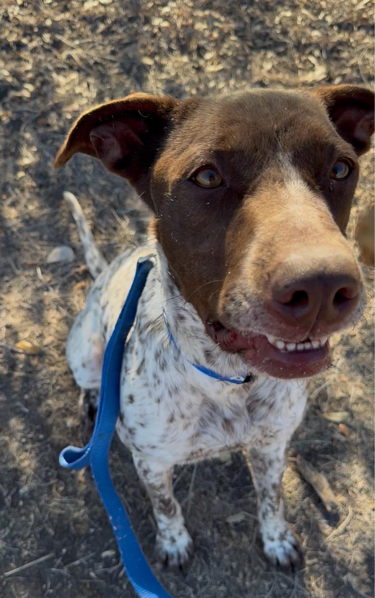 Enlarge Knuckles, a ADOPTABLE mixed breed in Schertz, TX image 2/6