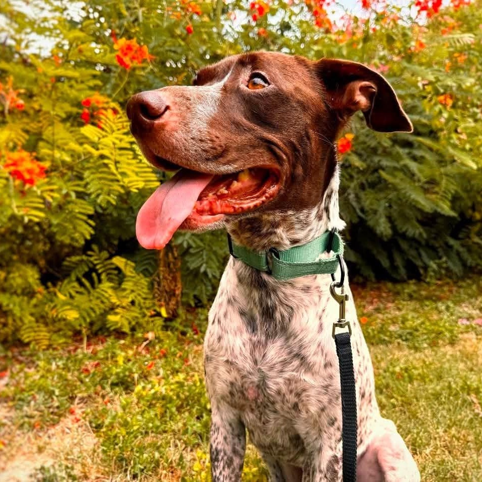 Knuckles, ADOPTABLE, Adult Male German Shorthaired Pointer & English Springer Spaniel.