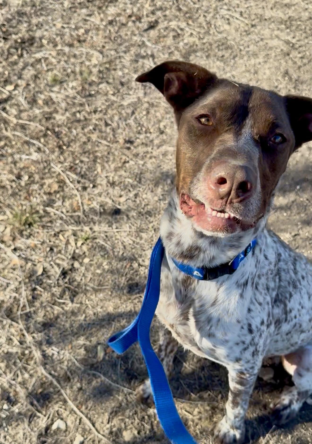 Enlarge Knuckles, a ADOPTABLE mixed breed in Schertz, TX image 4/6