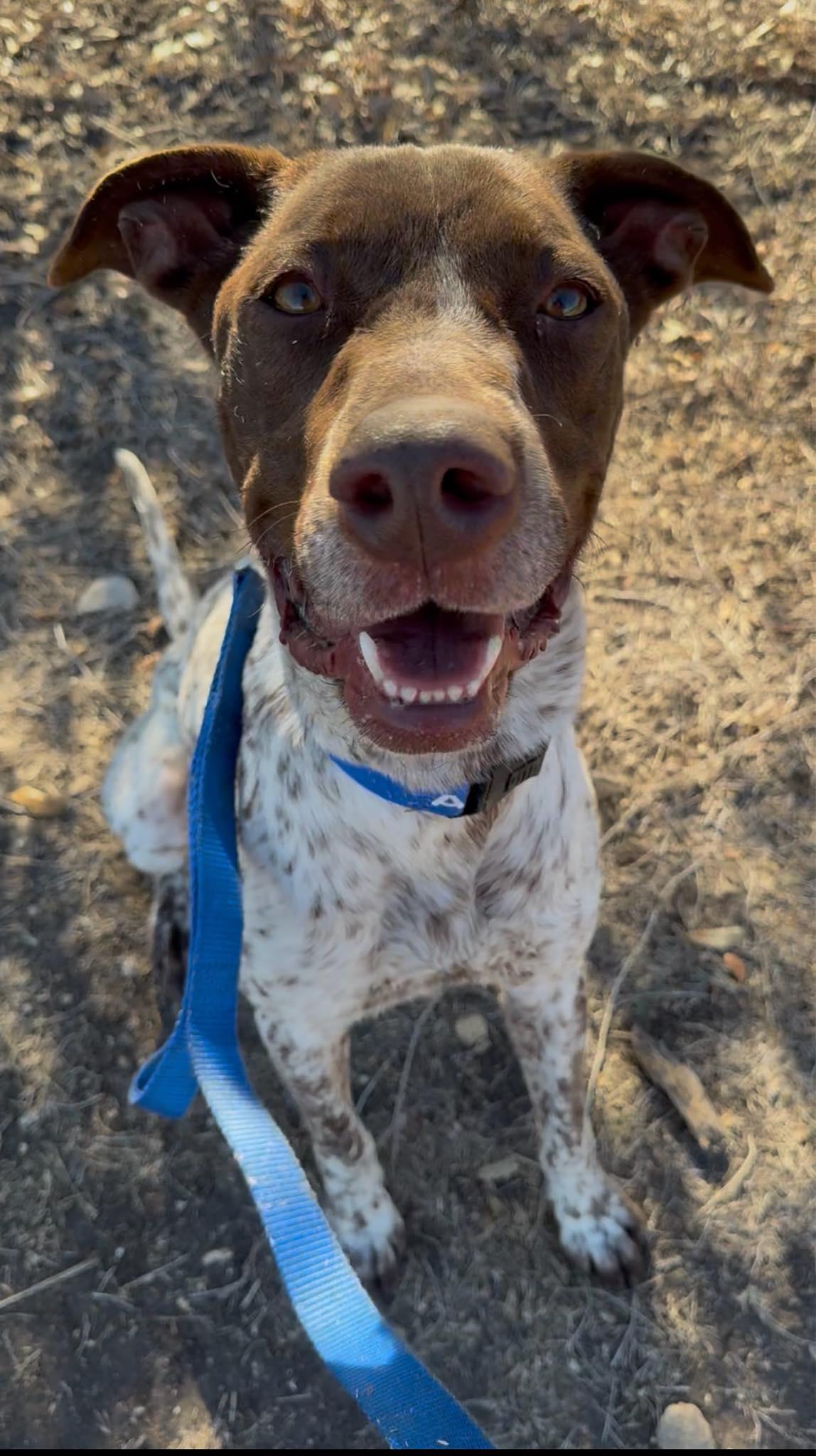 Enlarge Knuckles, a ADOPTABLE mixed breed in Schertz, TX image 6/6