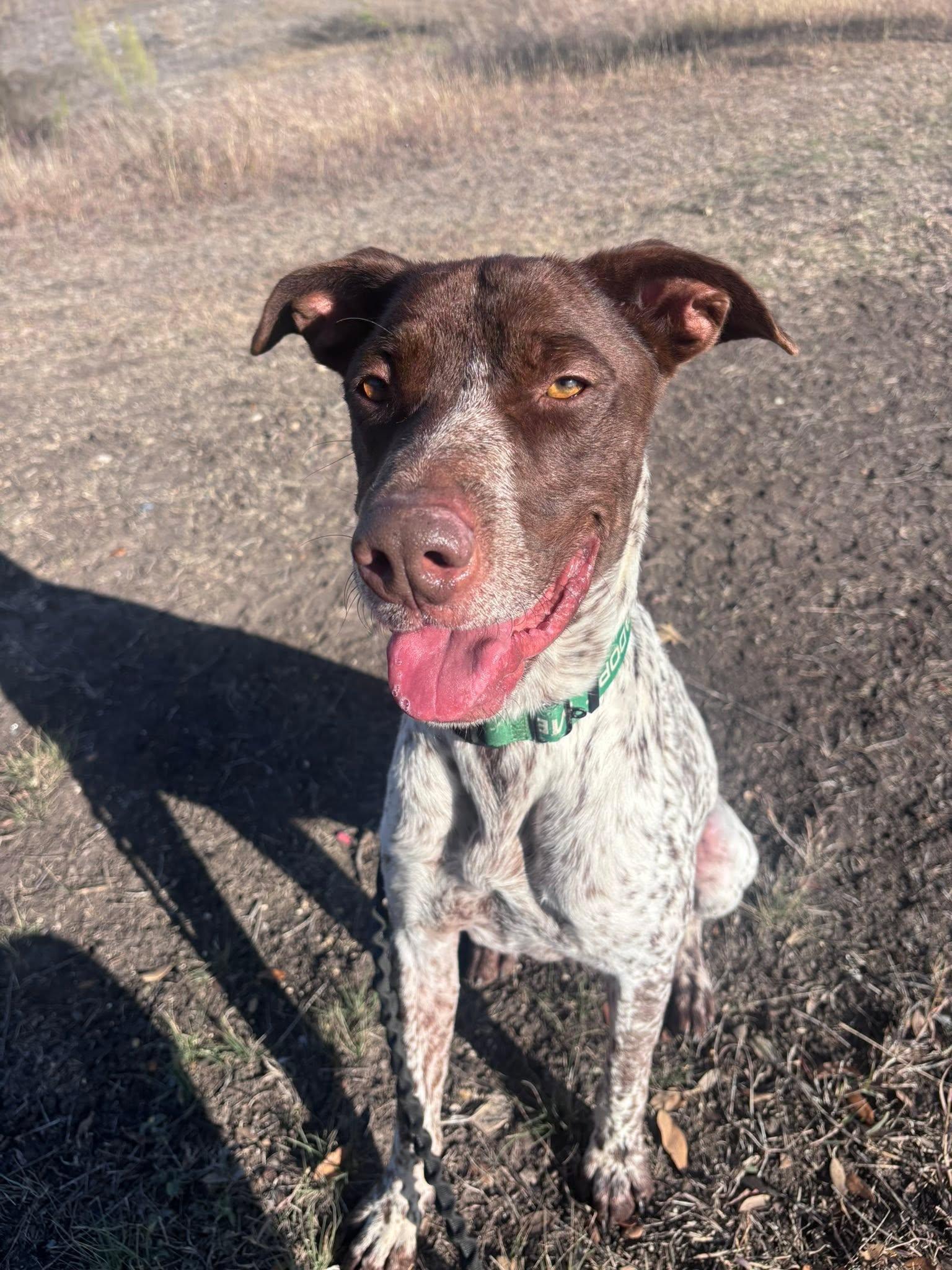 Knuckles, ADOPTABLE, Adult Male German Shorthaired Pointer & English Springer Spaniel.