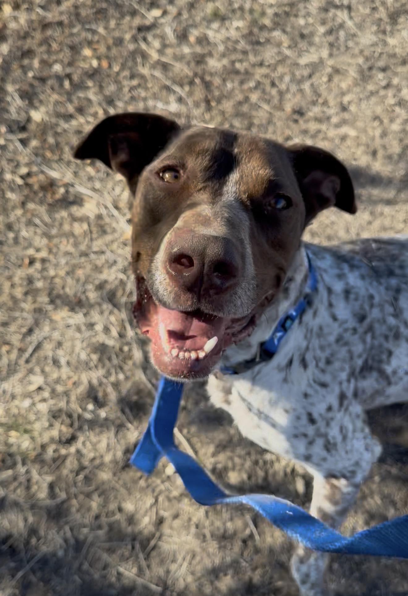 Knuckles, ADOPTABLE, Adult Male German Shorthaired Pointer & English Springer Spaniel.