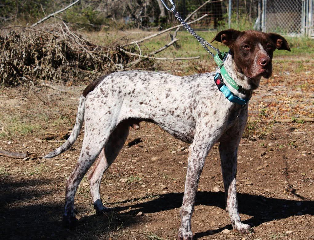 Knuckles, a ADOPTABLE mixed breed in Schertz, TX image 4/6
