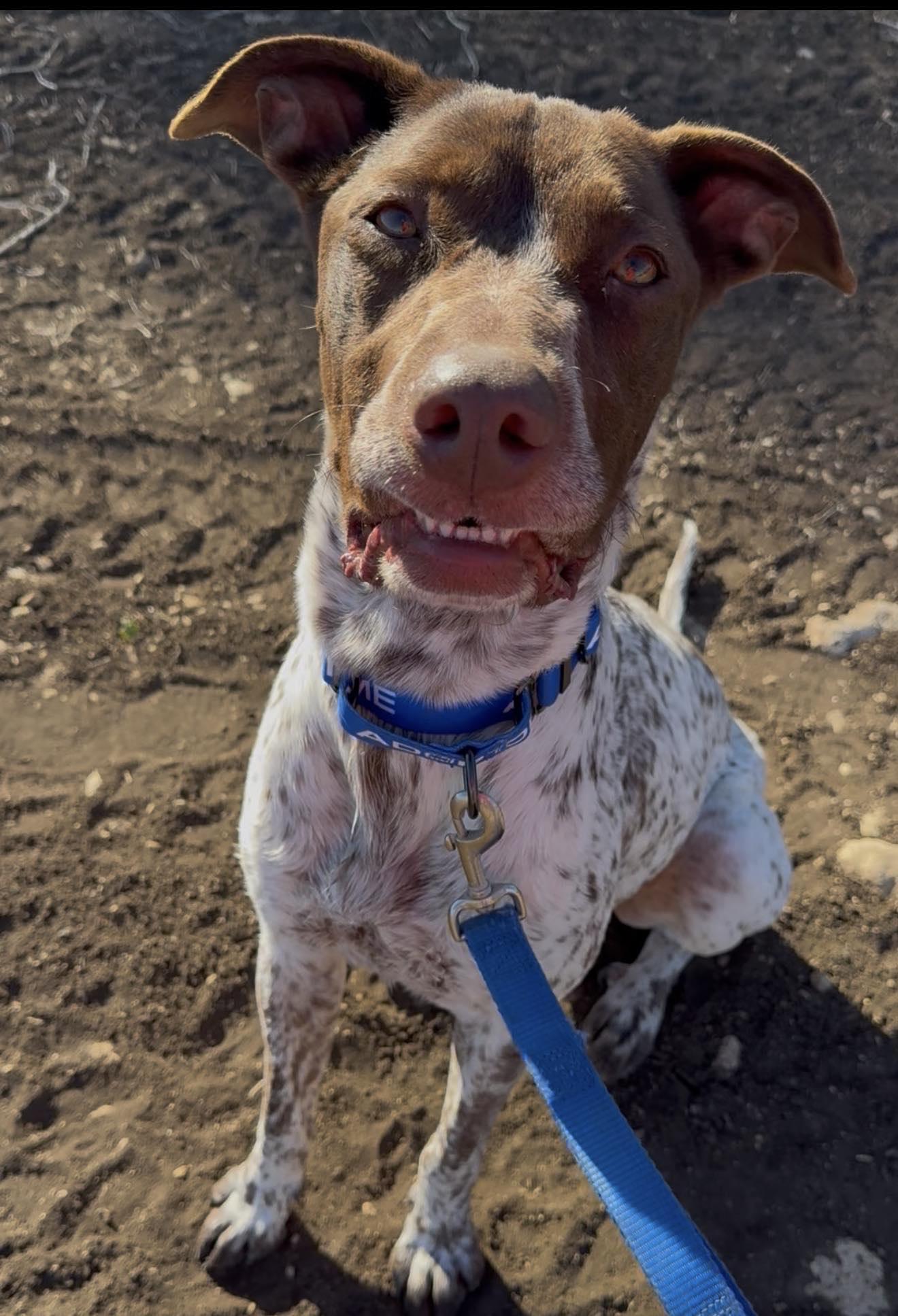 Enlarge Knuckles, a ADOPTABLE mixed breed in Schertz, TX image 3/6