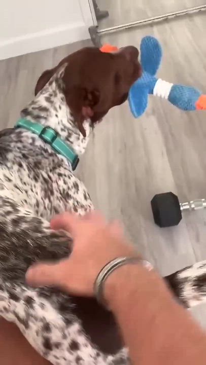 Enlarge Knuckles, a ADOPTABLE mixed breed in Schertz, TX video 6/6