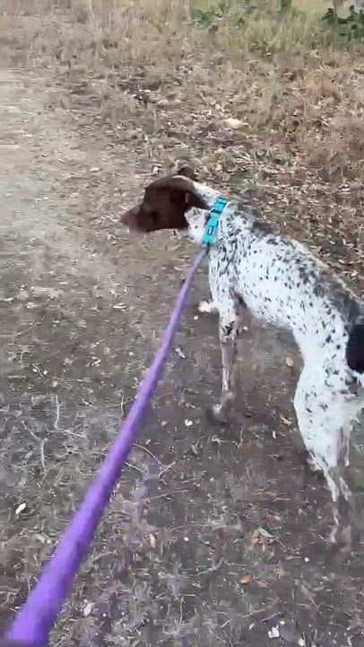 Enlarge Knuckles, a ADOPTABLE mixed breed in Schertz, TX video 5/6
