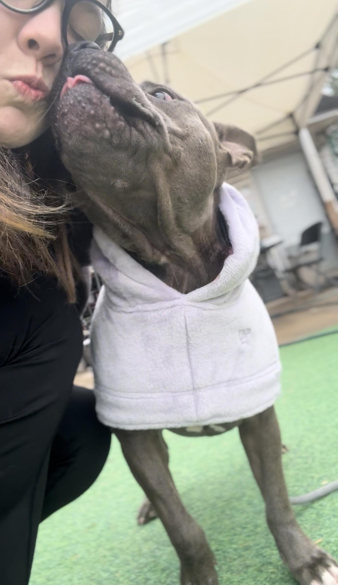 Enlarge Mr. Piggy Pants, a Adoptable mixed breed in Salem, OR image 6/6