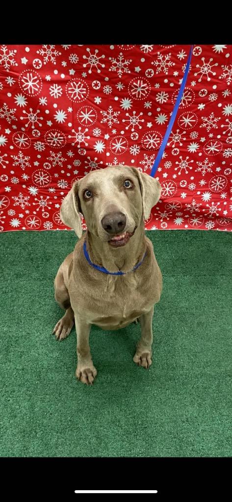 Lexi, Adoptable, Adult Female Weimaraner.