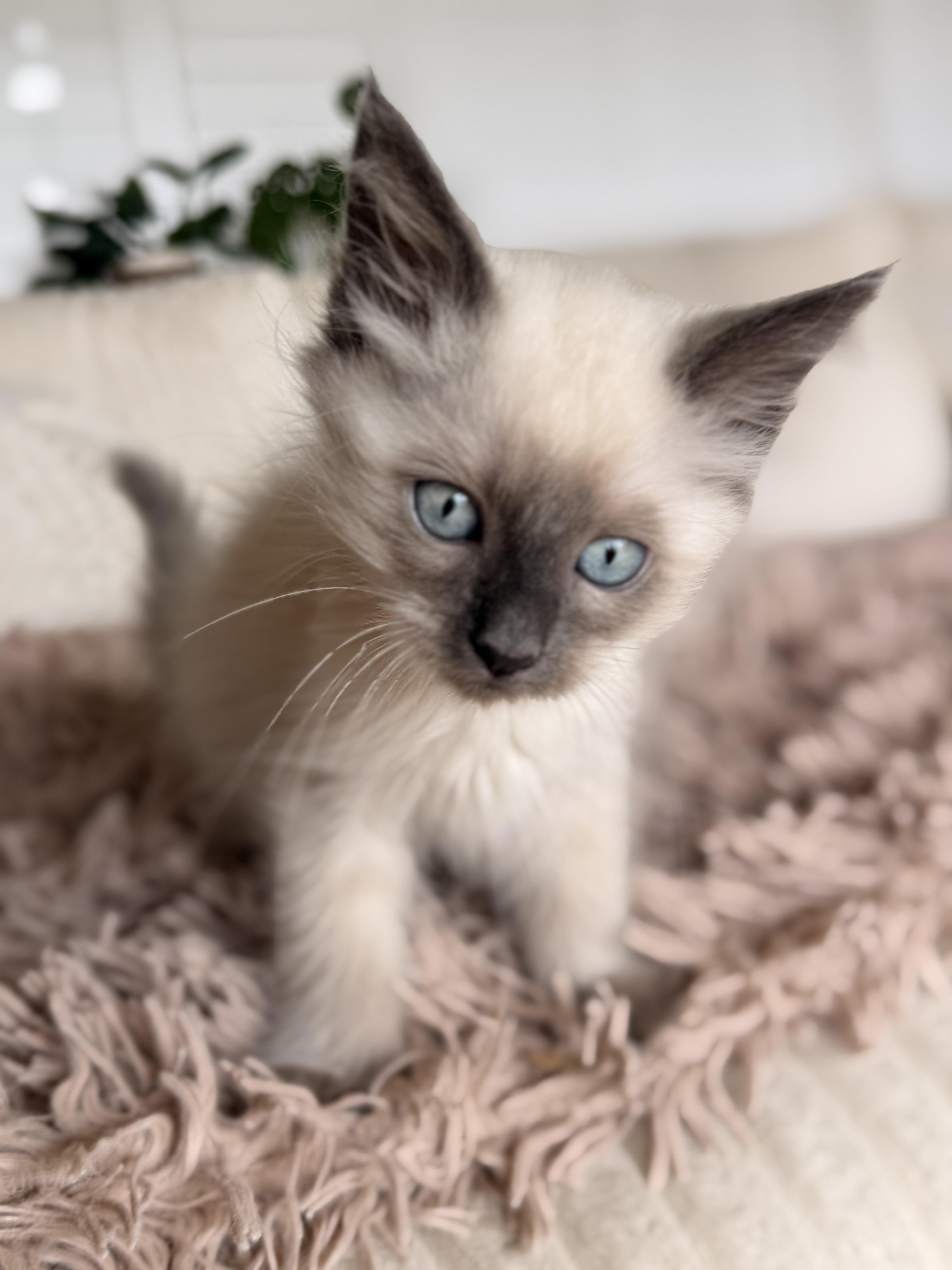 Mavis, an adopted Siamese in Ephrata, WA image 2/6