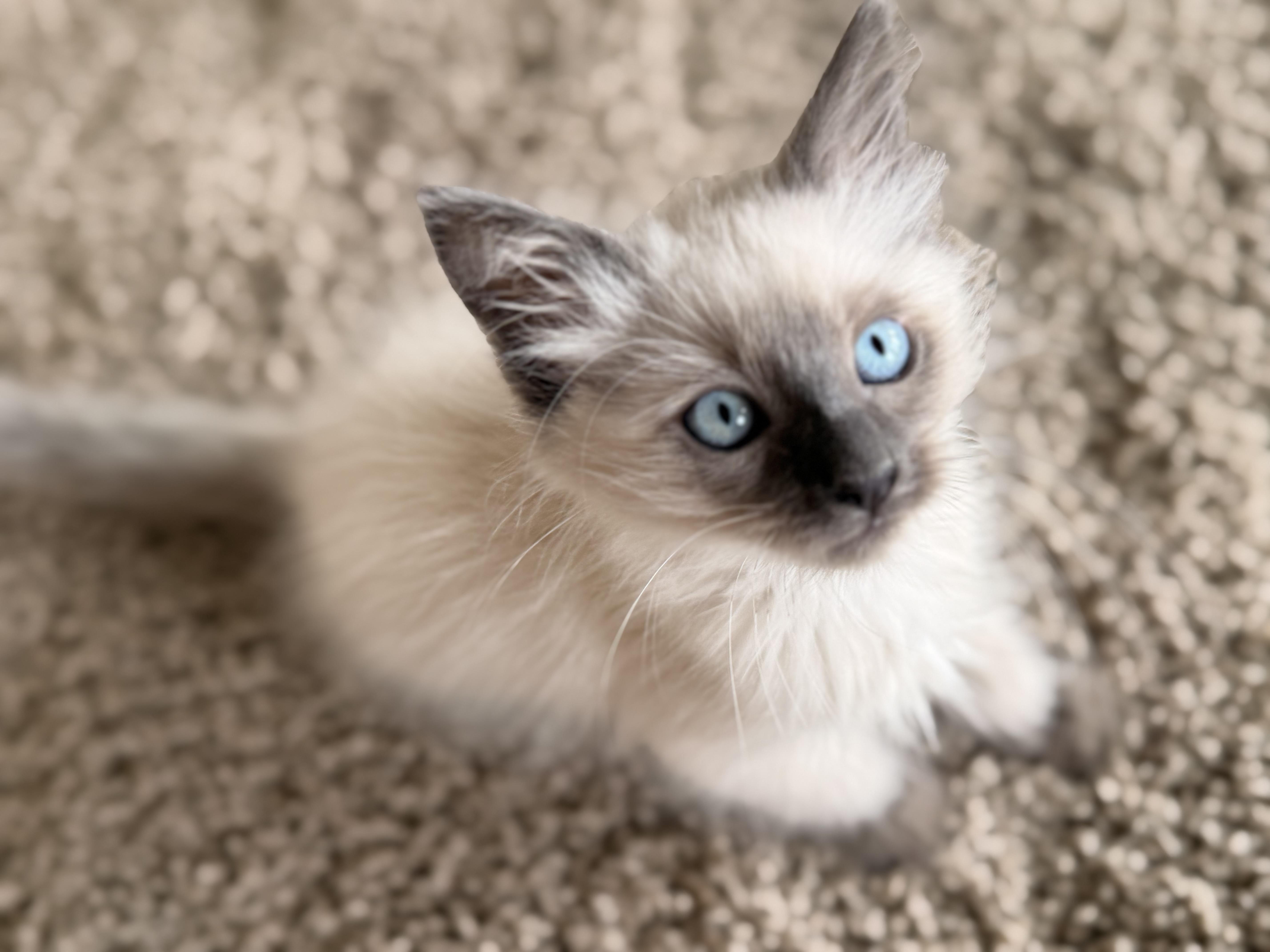 Mavis, an adopted Siamese in Ephrata, WA image 3/6