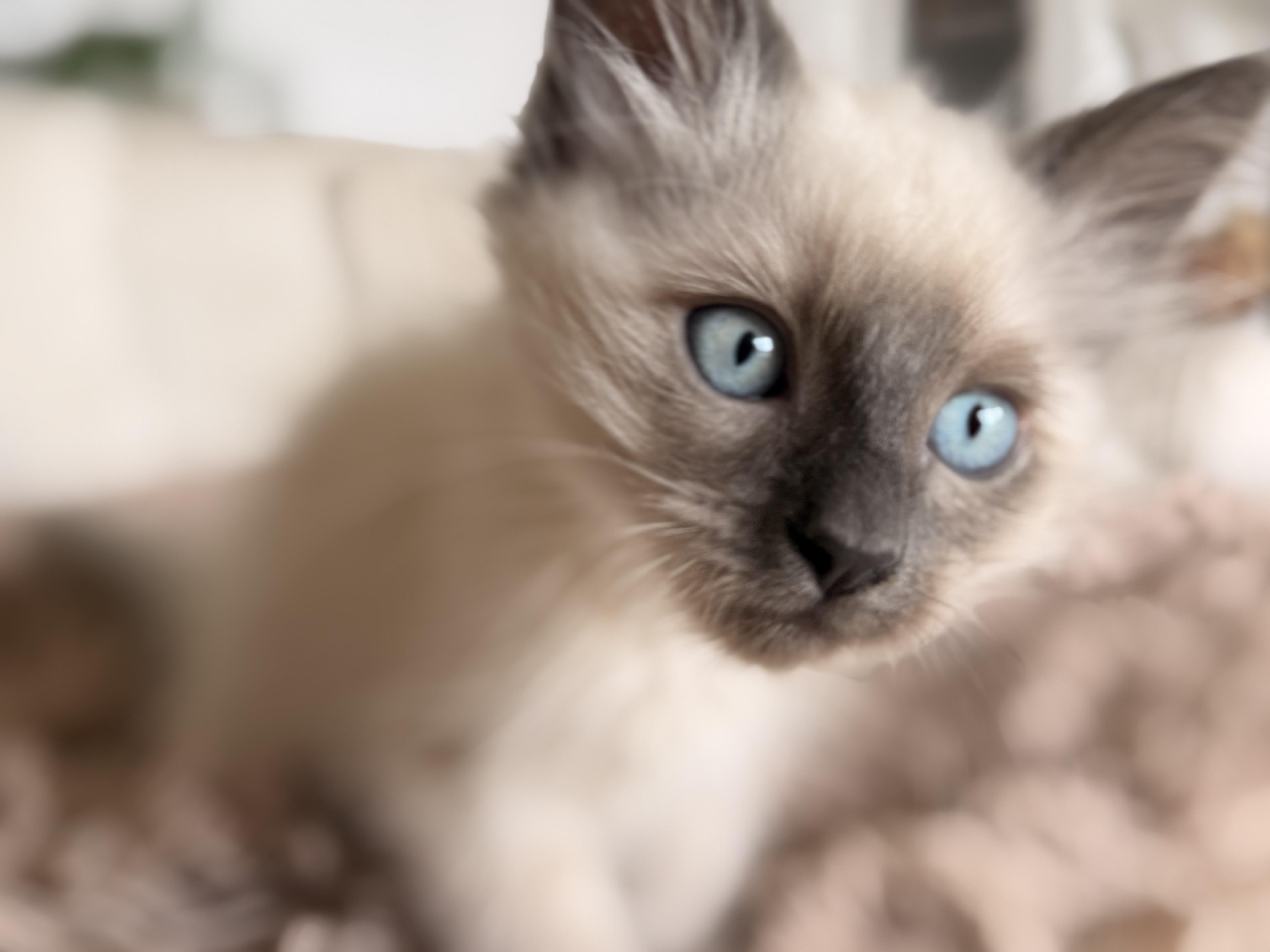 Mavis, adopted, Kitten Female Siamese.