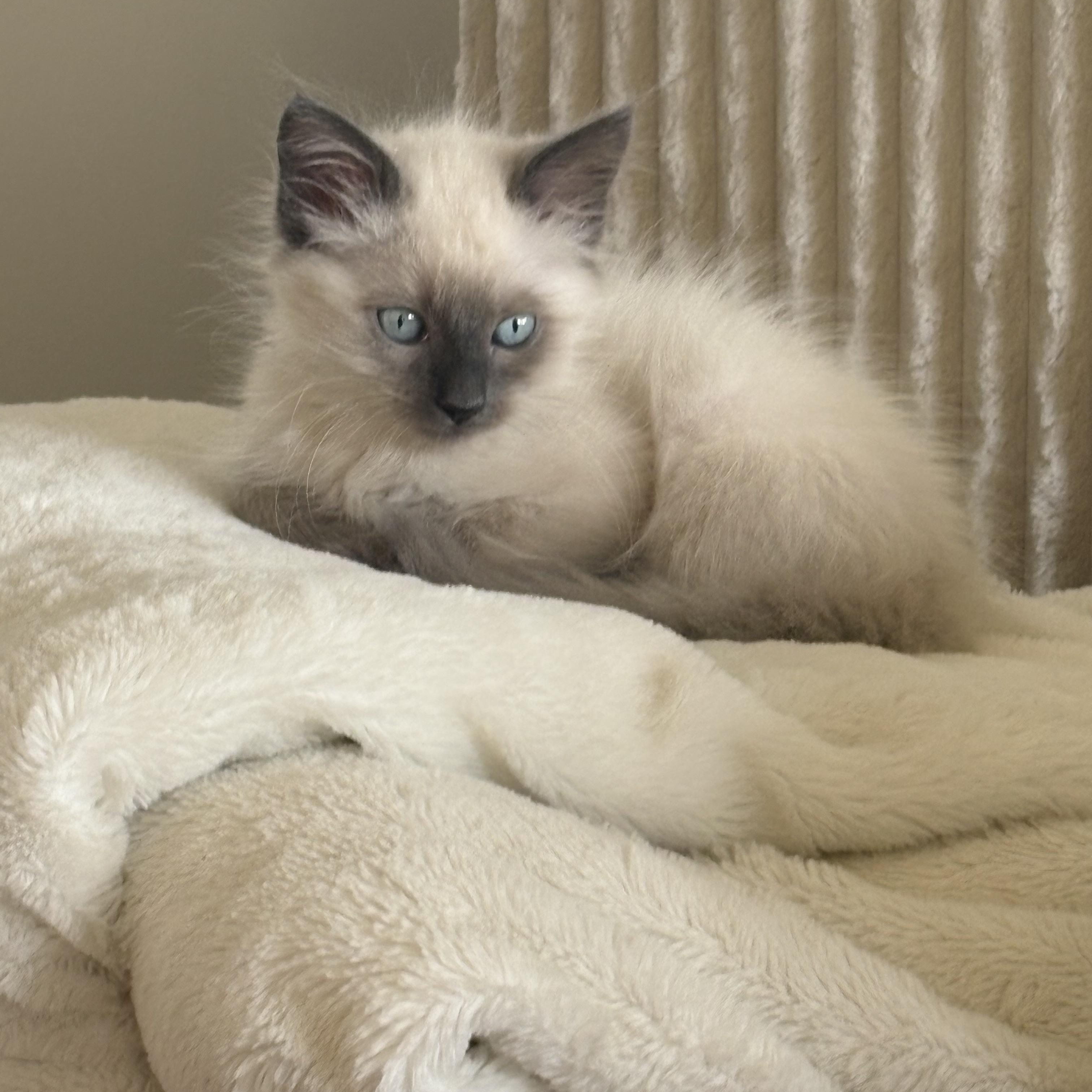 Mavis, an adopted Siamese in Ephrata, WA image 5/6