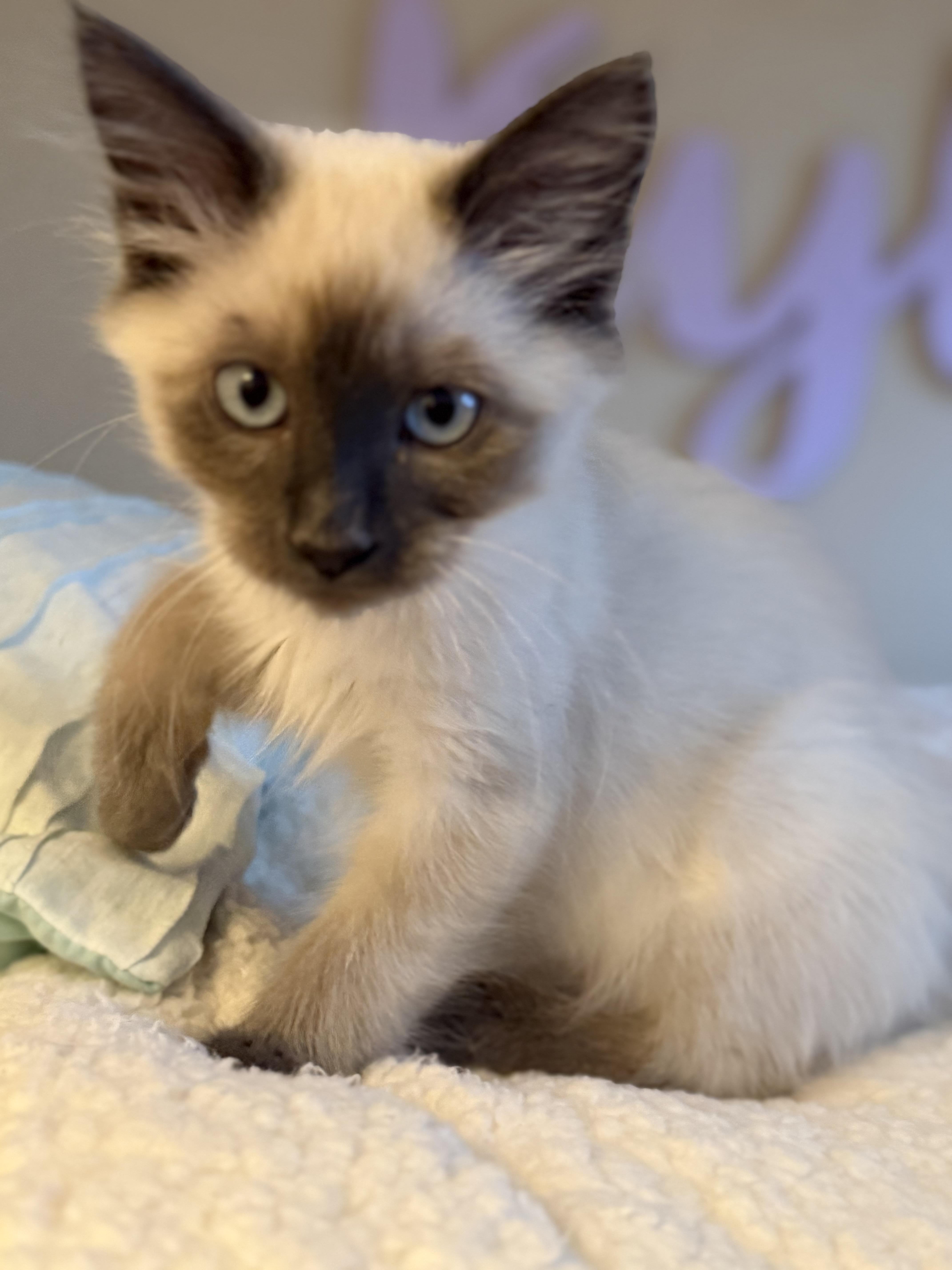 Mavis, an adopted Siamese in Ephrata, WA image 6/6