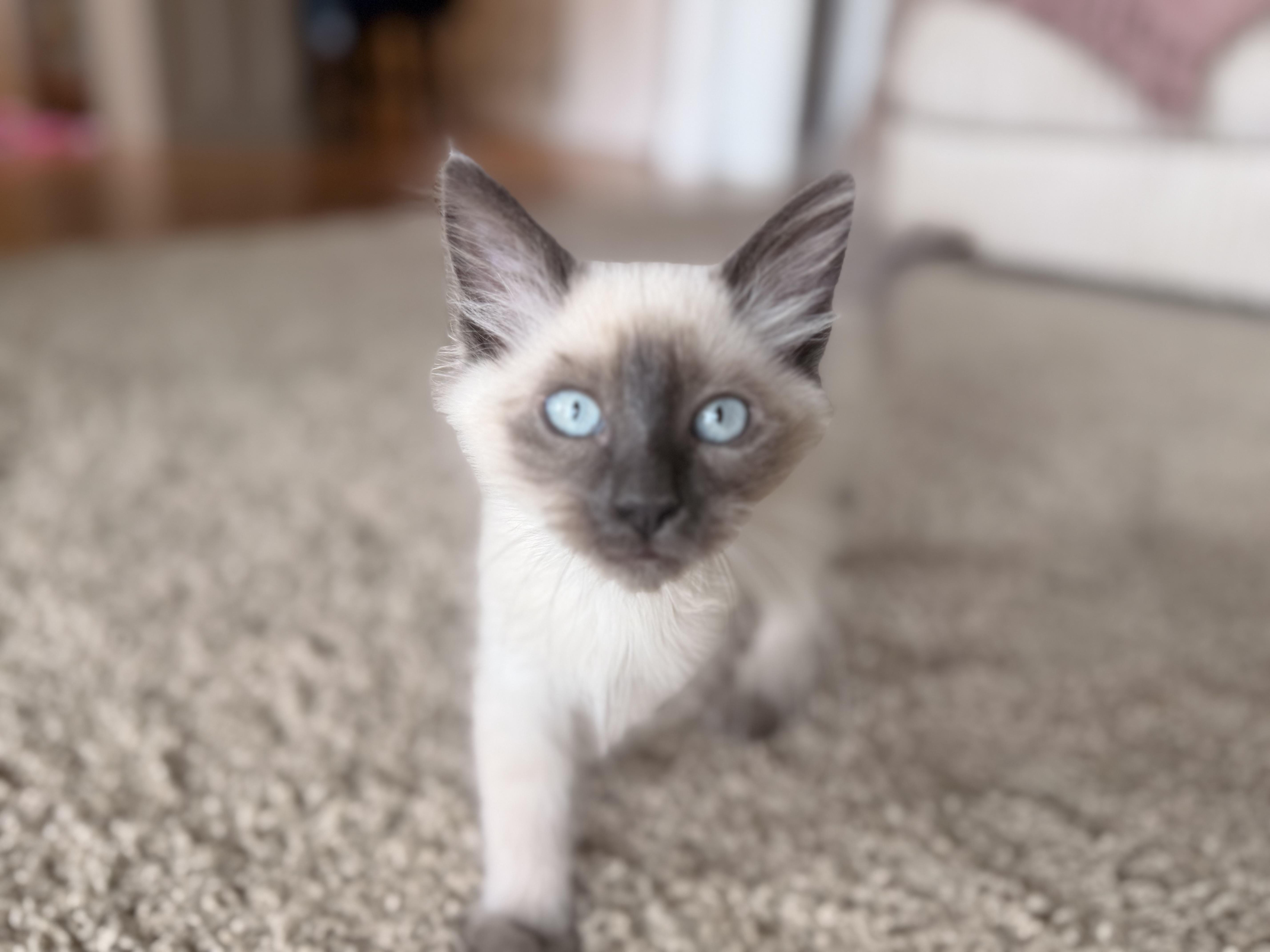 Mavis, an adopted Siamese in Ephrata, WA image 4/6