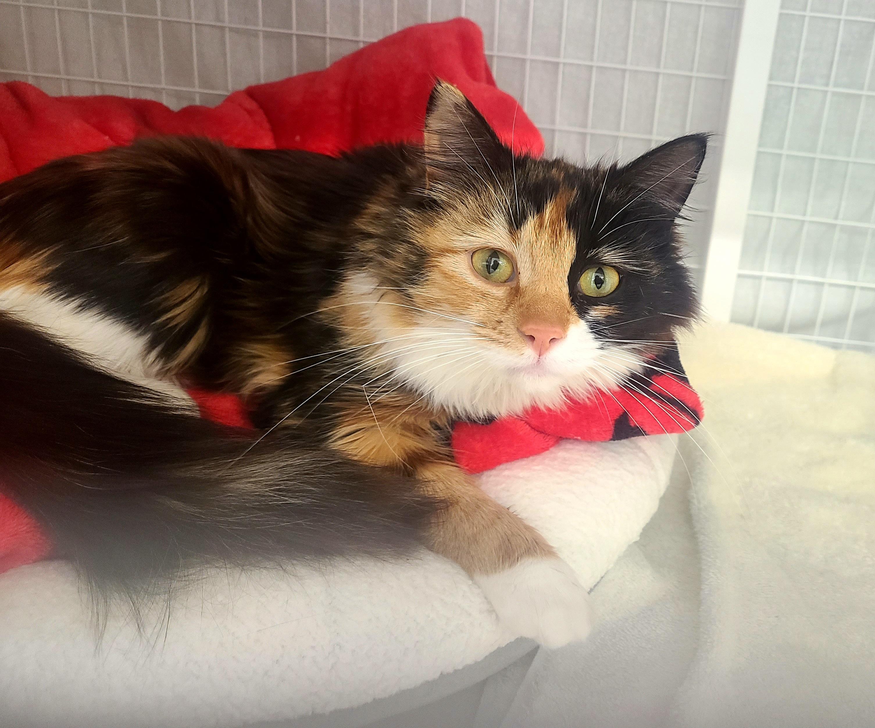 Enlarge Twyla, an adopted Domestic Medium Hair in Kirkland, WA image 1/1