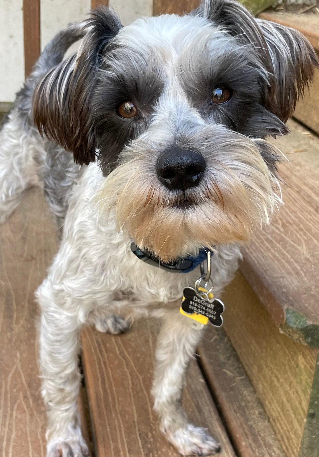 Ralph, Adopted, Adult Male Schnauzer & Poodle.