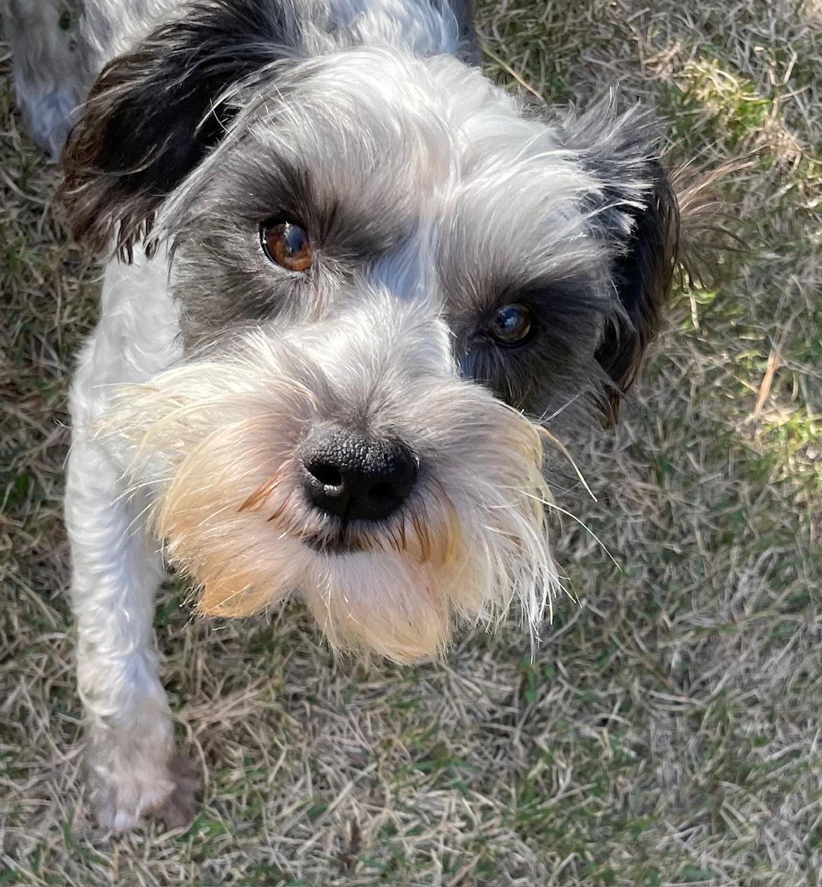 Enlarge Ralph, a Adopted mixed breed in Pittsboro, NC image 3/3