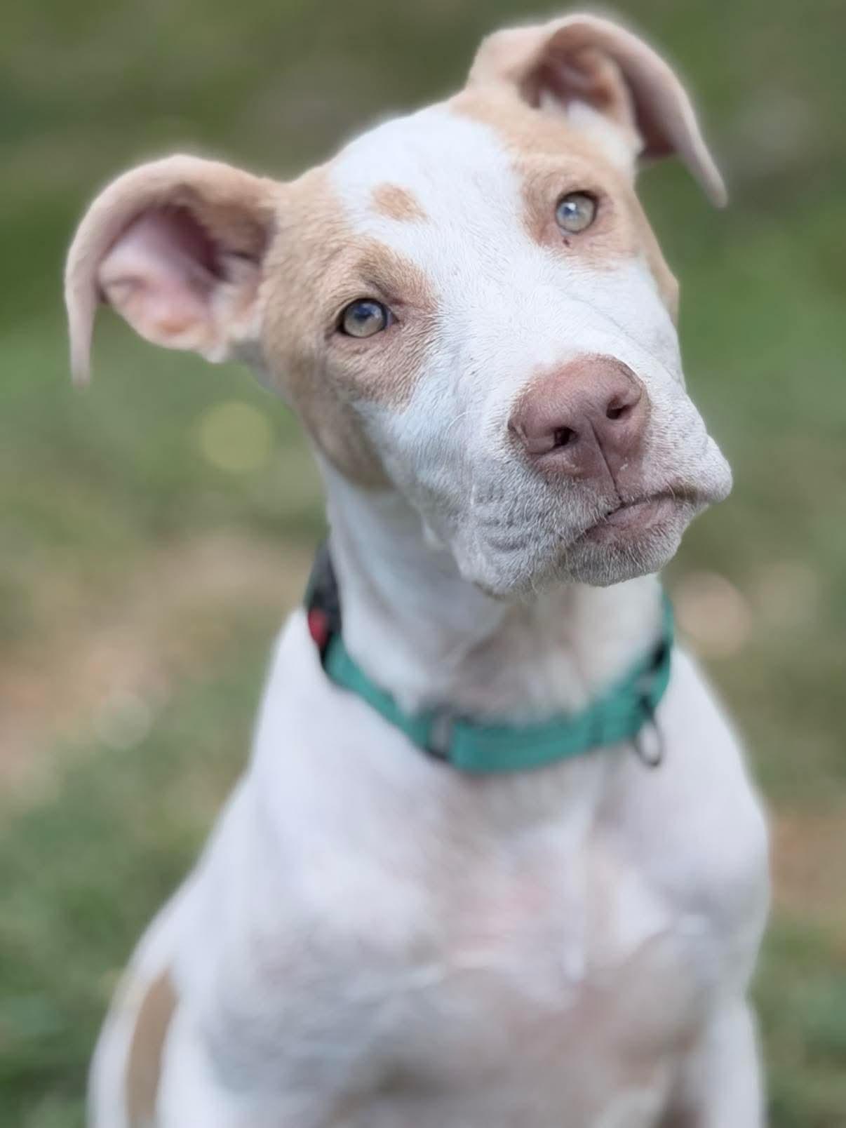 Juju, ADOPTABLE, Puppy Male Mixed Breed.