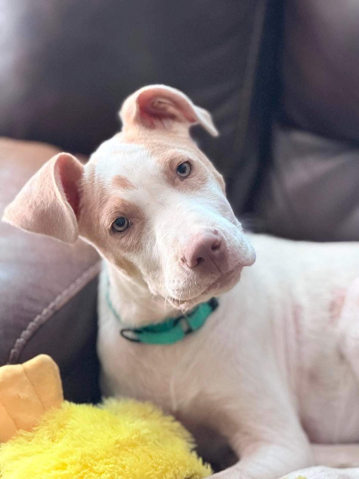 Enlarge Juju, a ADOPTABLE Mixed Breed in Highland, NY image 2/6