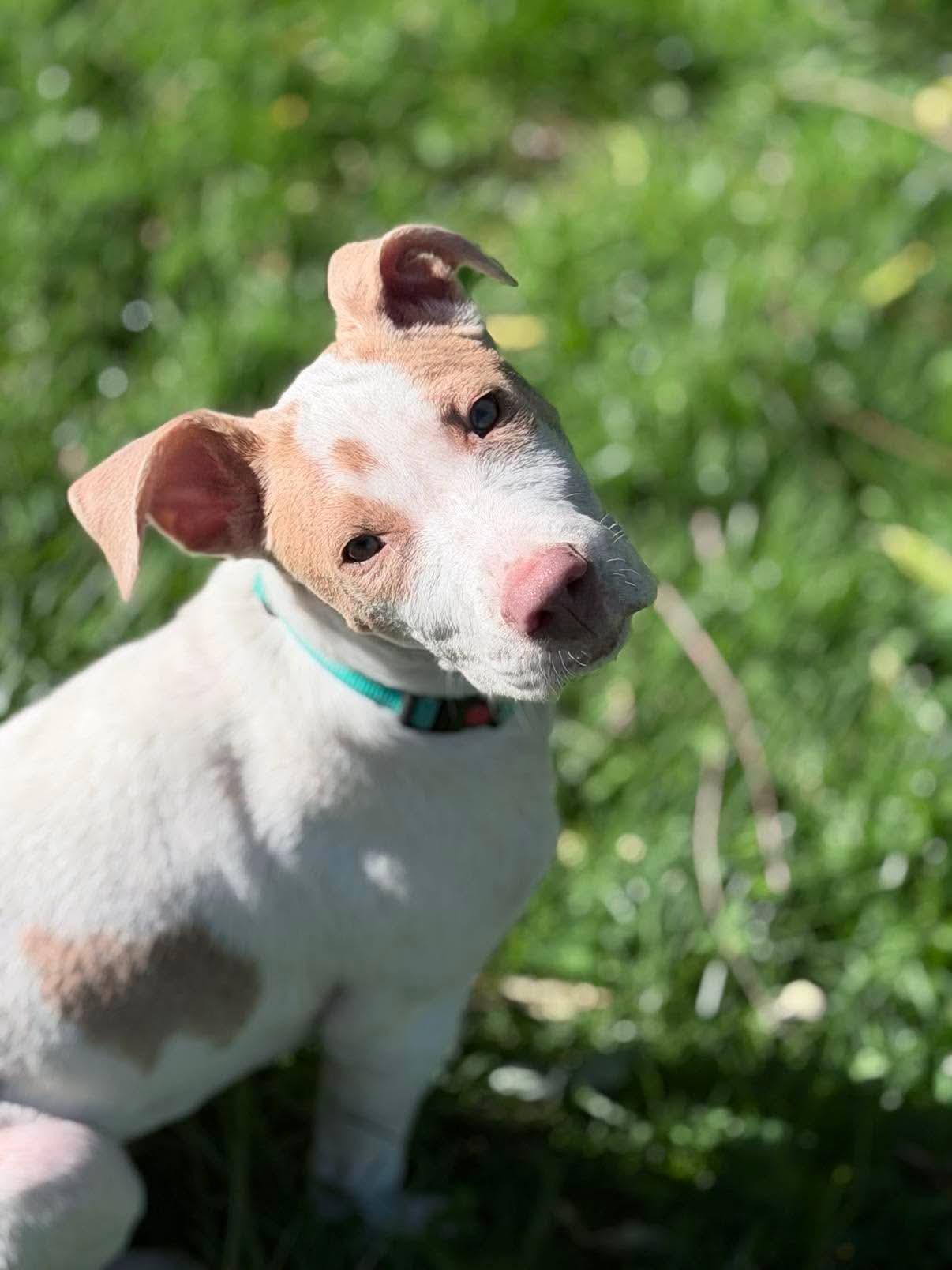 Enlarge Juju, a ADOPTABLE Mixed Breed in Highland, NY image 6/6